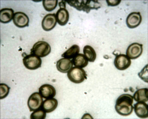 Crosta giallastra da determinare. (Coniophora arida)